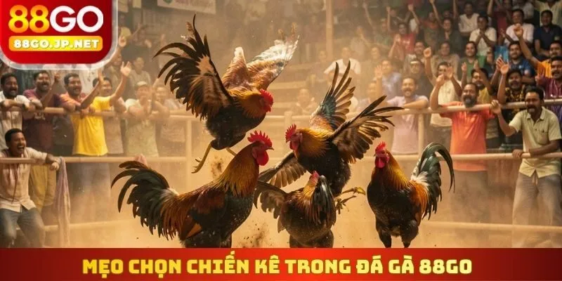 Mẹo chọn chiến kê trong Đá gà 88Go